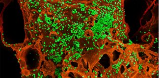 What is the coronavirus? Its symptoms and treatment Coronavirus