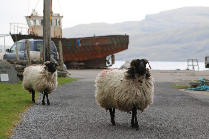 sheep